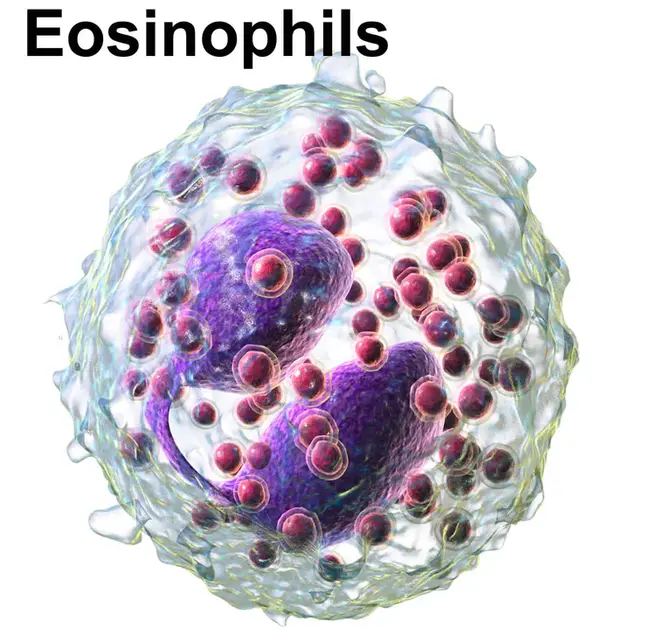 Eosinophil Protein X : 嗜酸性粒细胞蛋白X