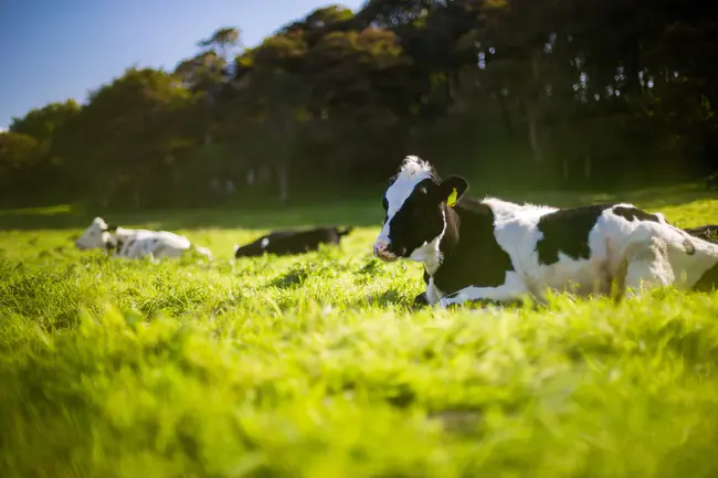 Livestock Transport Association of Queensland : 昆士兰牲畜运输协会