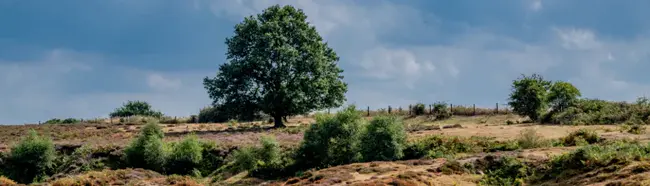 Norfolk Biodiversity Information Service : 诺福克生物多样性信息服务