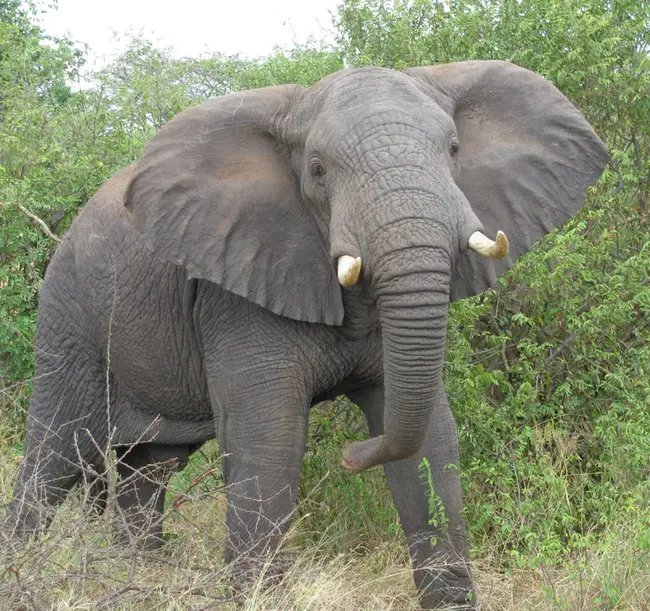 Elefants Stand Watch At Times : Elefants有时站着看
