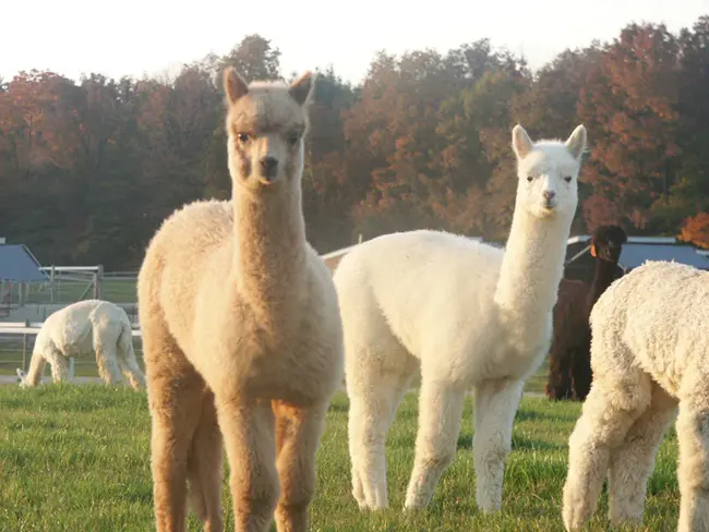 Alpacas of Dun Dor Woods : 邓多森林羊驼