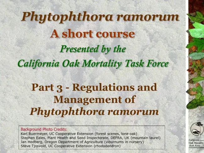 Phytophthora Ramorum Educate to Detect : 红霉素培养检测