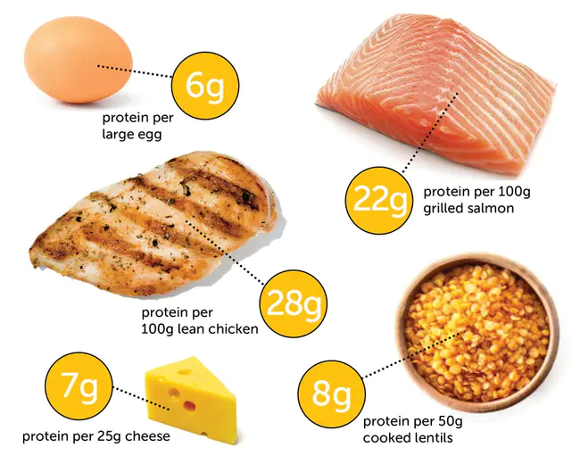 Fatty Acid Transport Protein : 脂肪酸转运蛋白