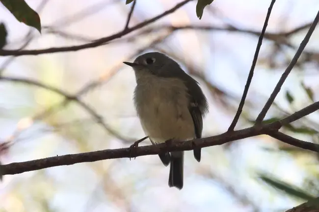 Northern Virginia Bird Survey : 北弗吉尼亚州鸟类调查