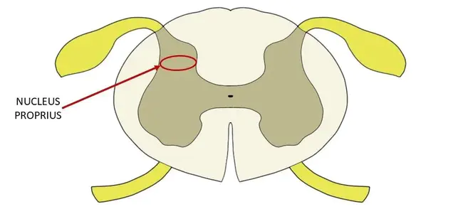 Nucleus of the Vagus Nerve : 迷走神经核