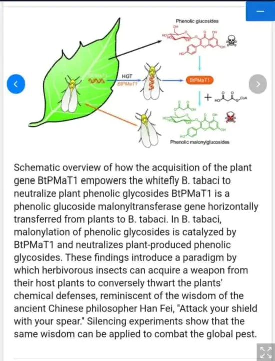 Resistance gene analog polymorphism : 抗性基因模拟多态性