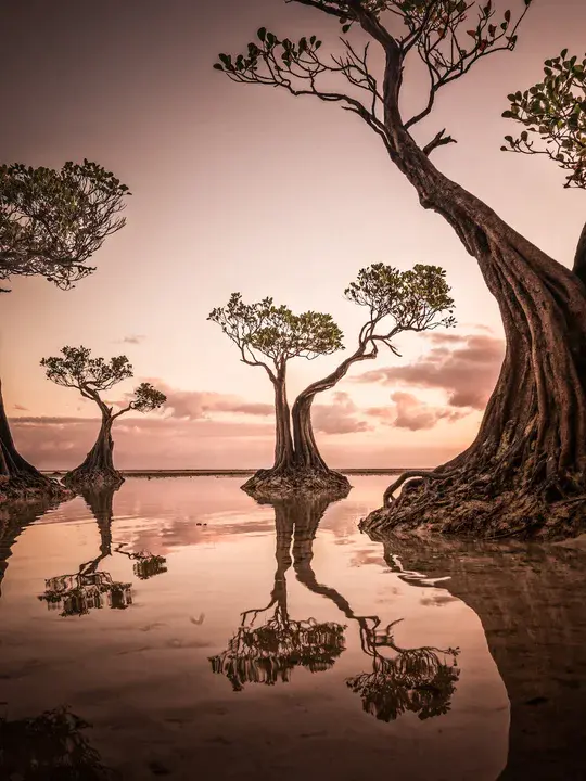 Nature Photographic Society Singapore : 新加坡自然摄影学会