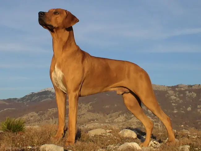 Rhodesian Ridgeback Club Italia : 意大利罗得西亚山脊俱乐部