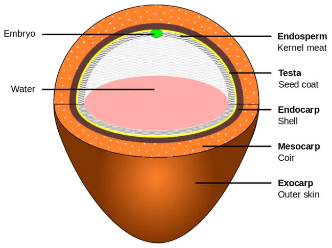 Endosperm Balance Number : 胚乳平衡数