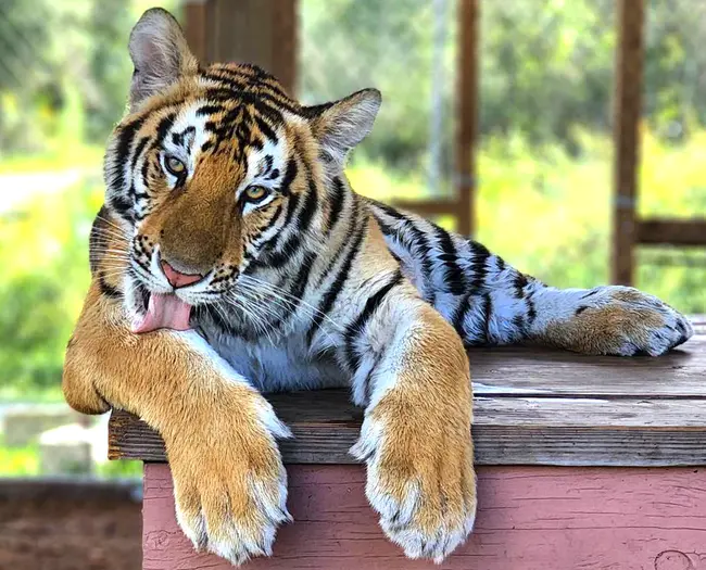 Animal Advocates of North Texas : 北德克萨斯州的动物倡导者