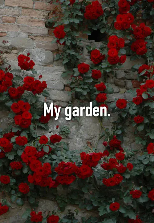 My Lovely Garden : 我可爱的花园