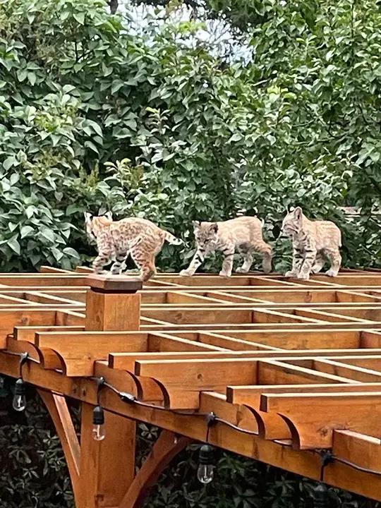 Calgary Wildlife Rehabilitation Society : 卡尔加里野生动物康复协会