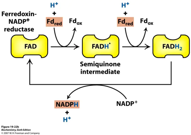 Ferredoxin NADP Reductase : 铁氧还蛋白NADP还原酶