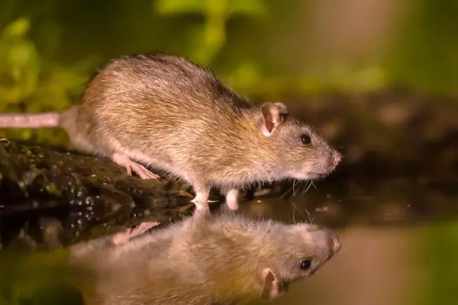 Rat Forced Swimming Test : 大鼠强迫游泳试验