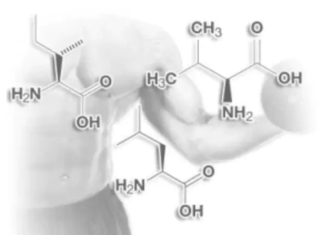 Branched Chain Amino Acids : 支链氨基酸