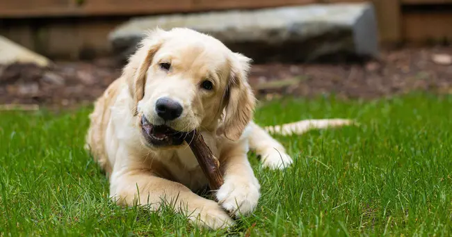 Canines for Disabled Kids : 残疾儿童用犬