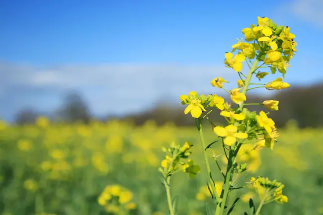 Rapeseed & Mustard : 菜籽和芥末