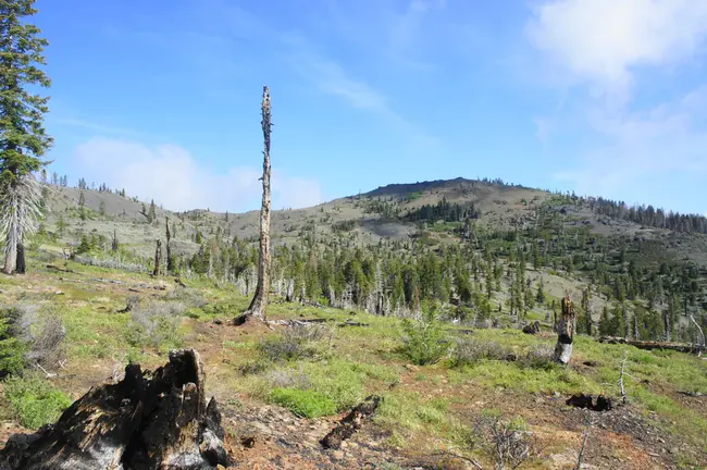 Mendocino National Forest : 门多西诺国家森林