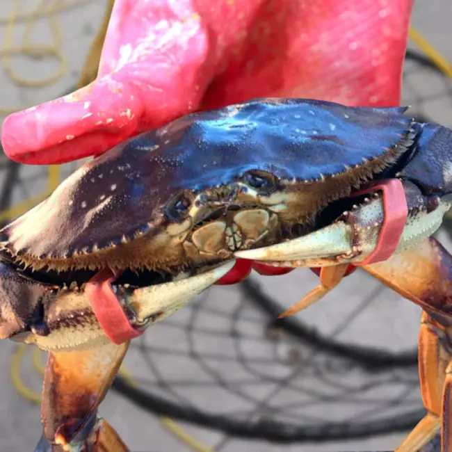 Human Hermit Crab Colony : 人类寄居蟹群