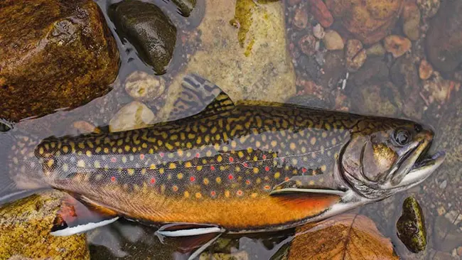 Forbes Trail Trout Unlimited : 福布斯Trail Trout无限公司