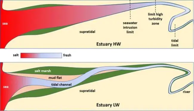 Estuarine Coastal and Shelf Science : 河口海岸与大陆架科学