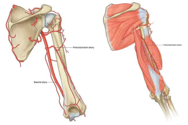 Brachial Artery Velocity Variation : 肱动脉速度变化